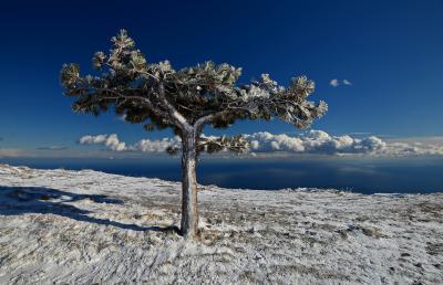 Прикрепленное изображение: ёлка ...jpg